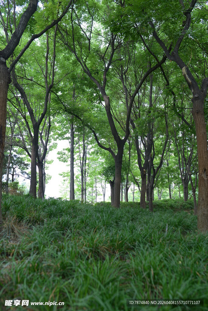 绿意盎然的树林景观