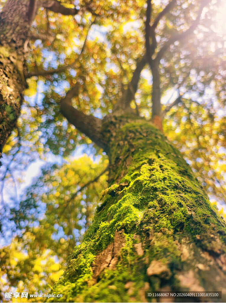 秋日树干上的翠绿苔藓