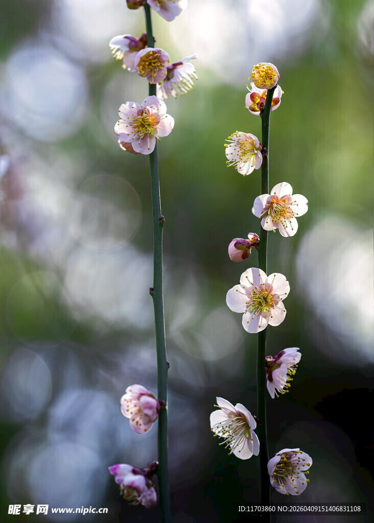 枝头绽放的粉嫩梅花电脑壁纸