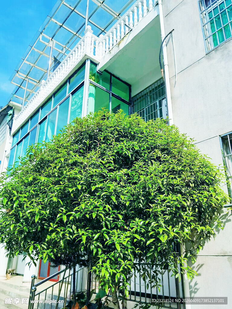 桂花树