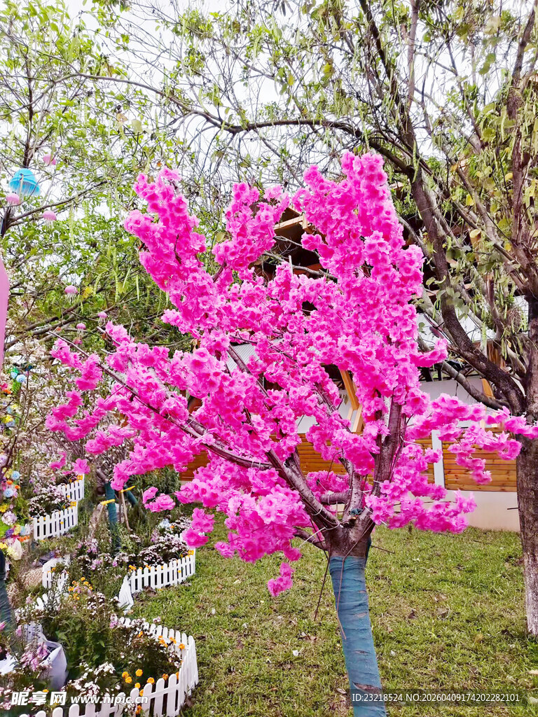 樱花