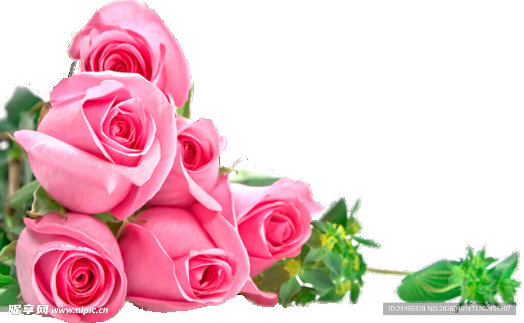 粉色玫瑰花束特写