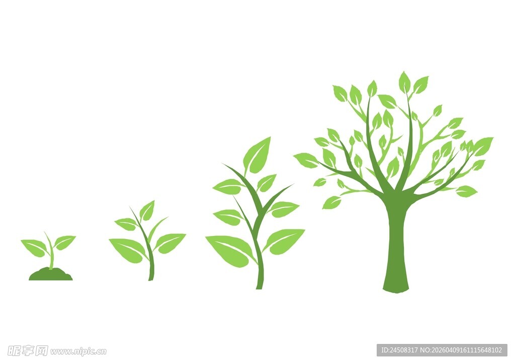 植物生长过程展示