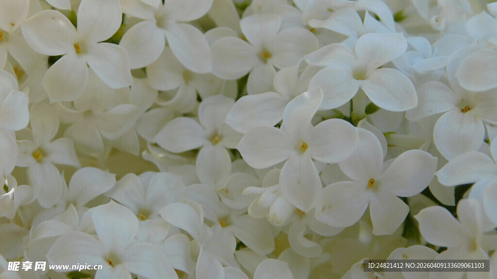 白色绣球花特写