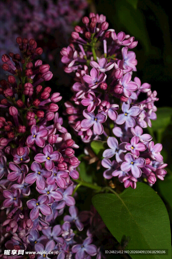 绽放的紫丁香花朵