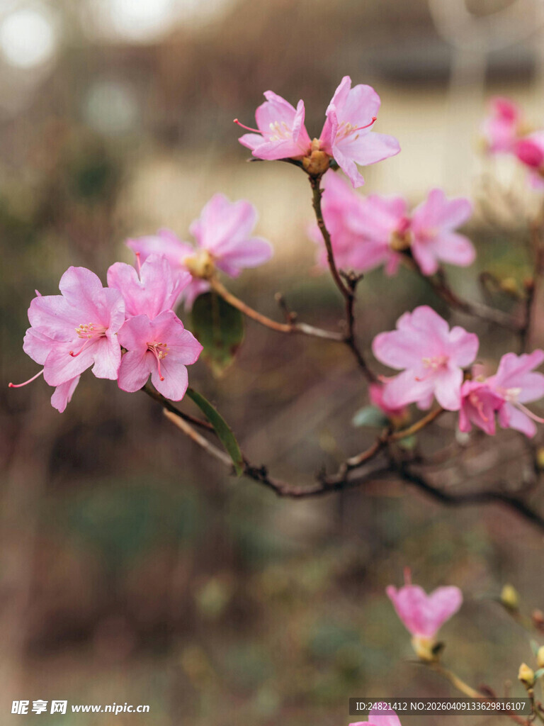 枝头绽放的粉嫩杜鹃花