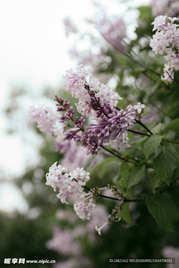 绽放的淡紫色丁香花