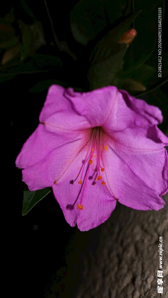 娇艳紫花特写