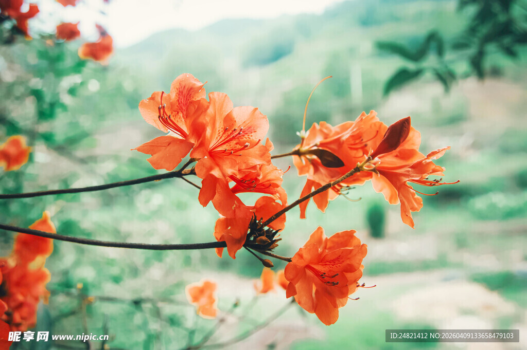娇艳绽放的橙红色杜鹃花