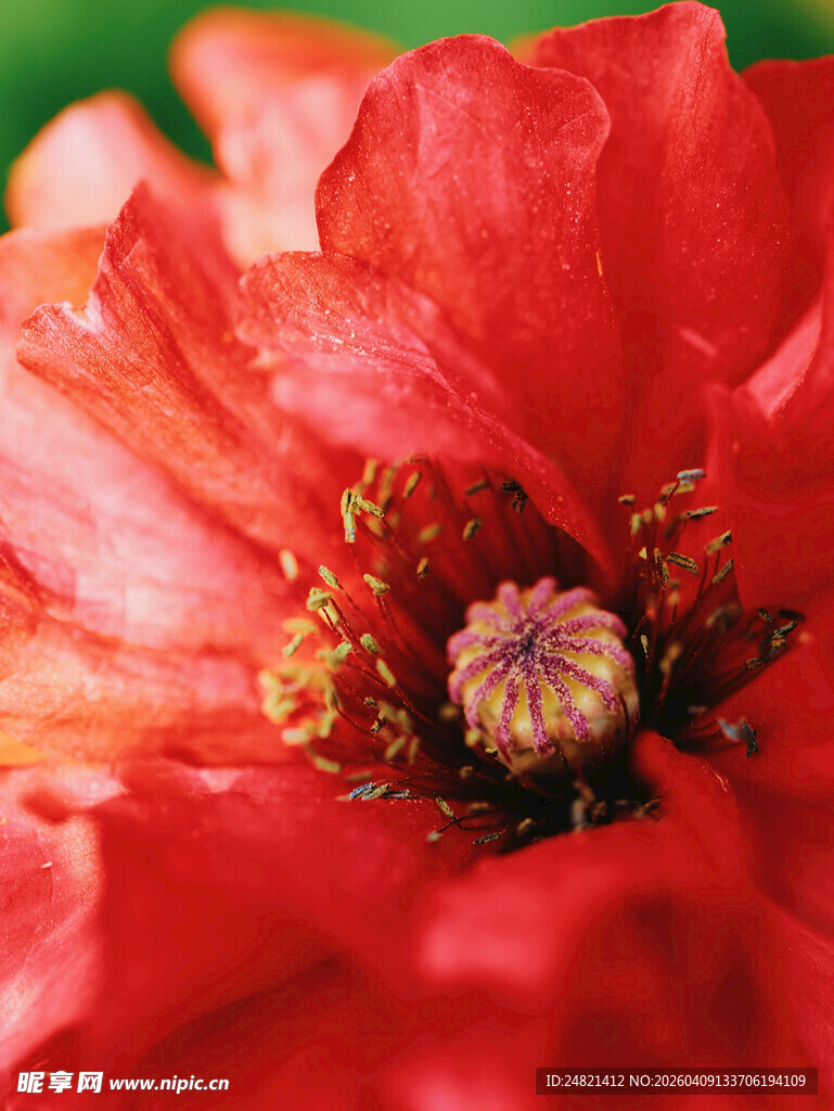 娇艳红石榴花特写