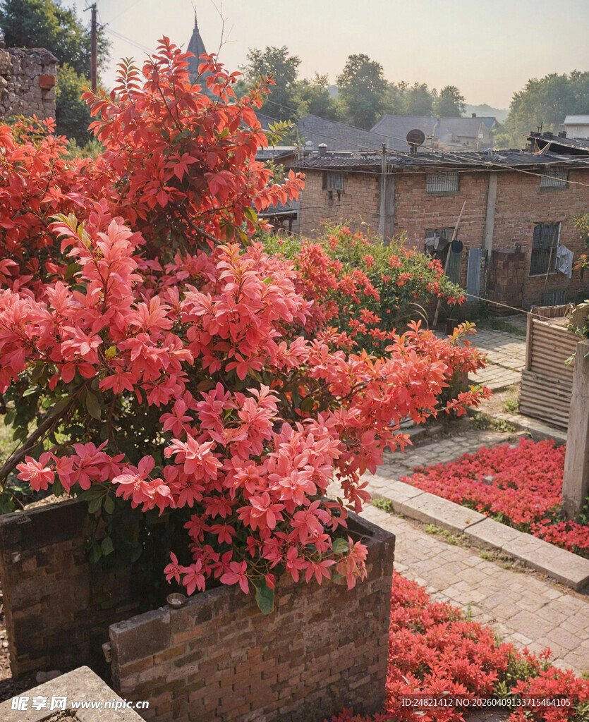 庭院中绽放的艳丽花丛