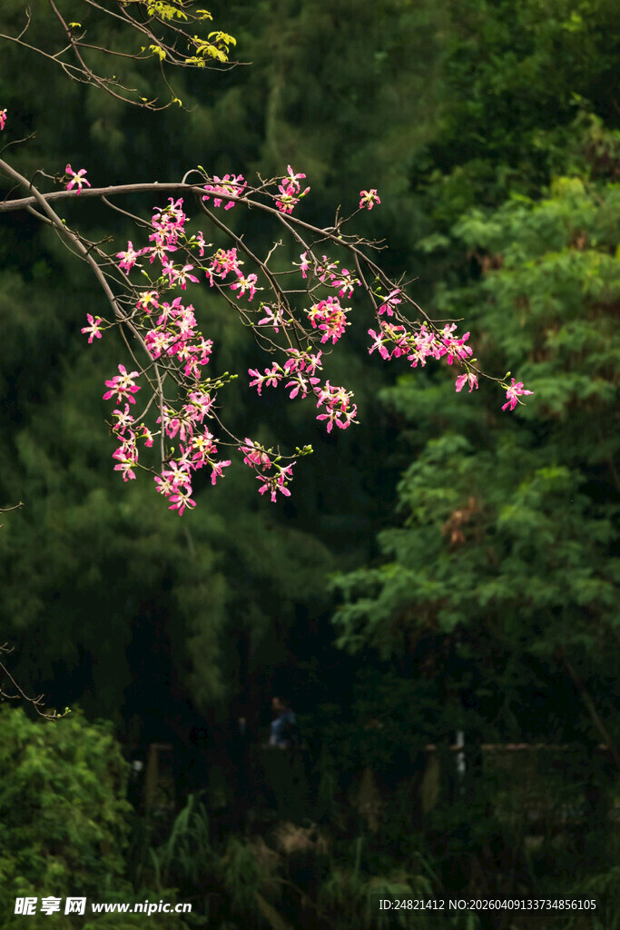 枝头绽放的粉嫩花朵
