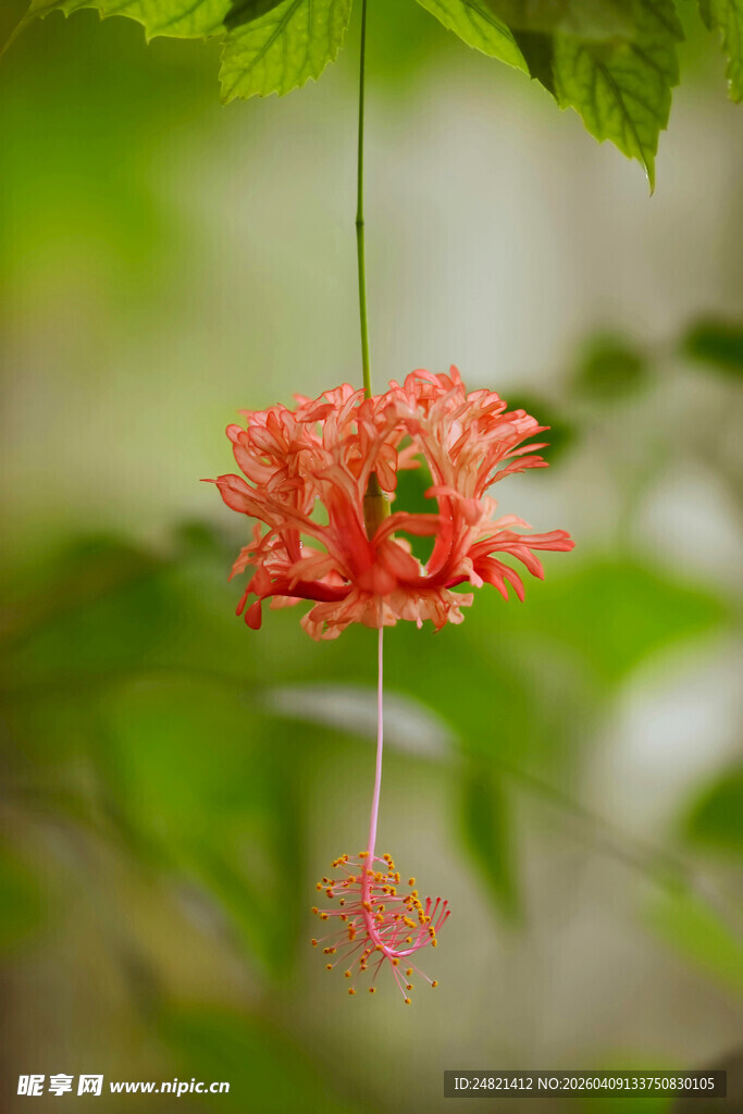 垂吊的橙红色美丽花朵