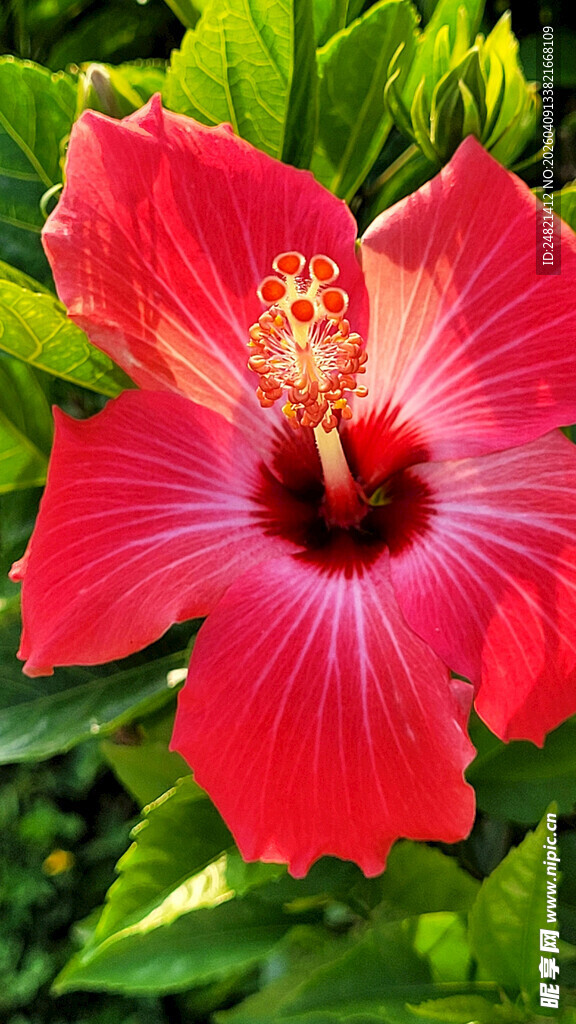 鲜艳朱槿花
