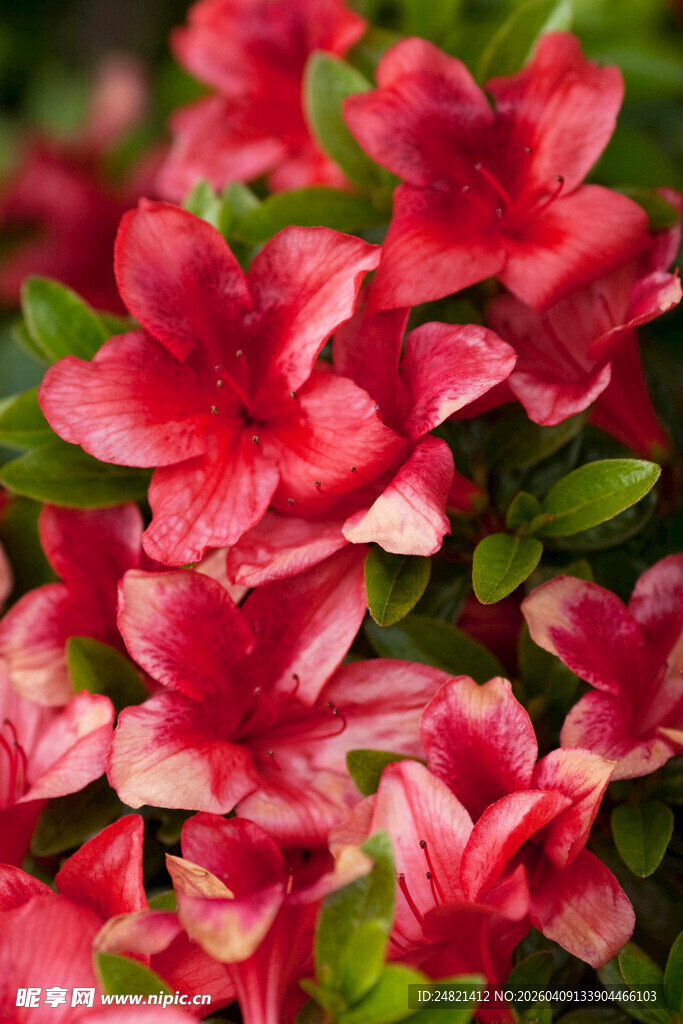 艳丽红杜鹃绽放