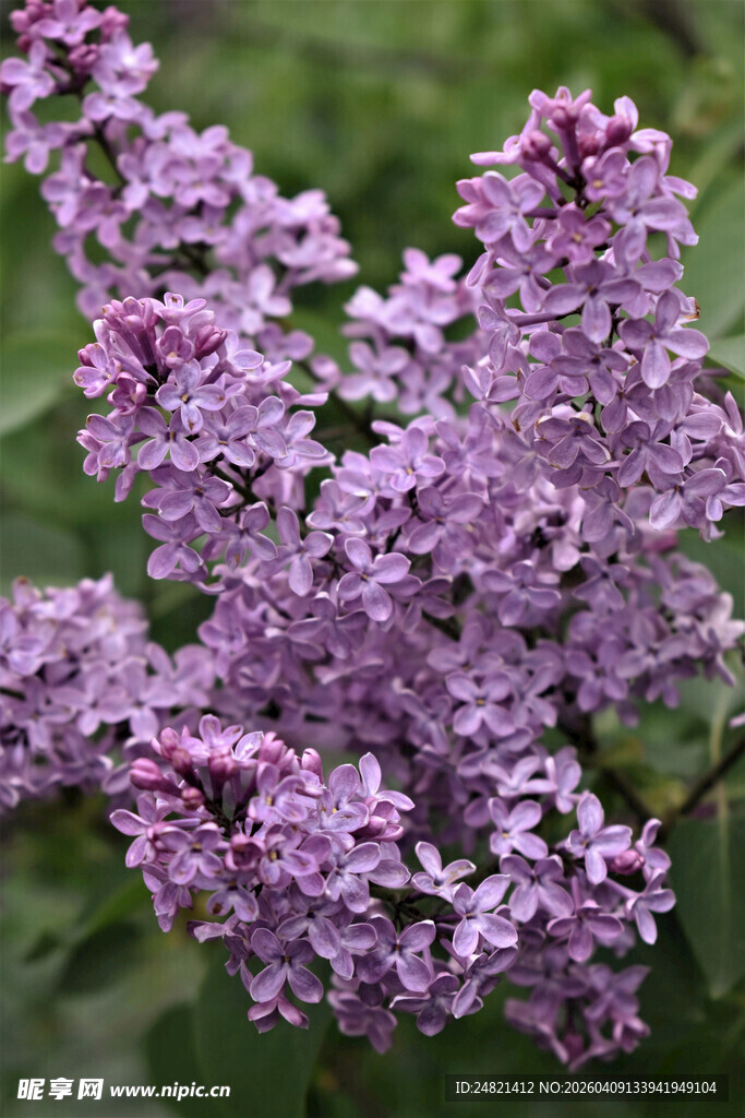紫丁香花朵特写