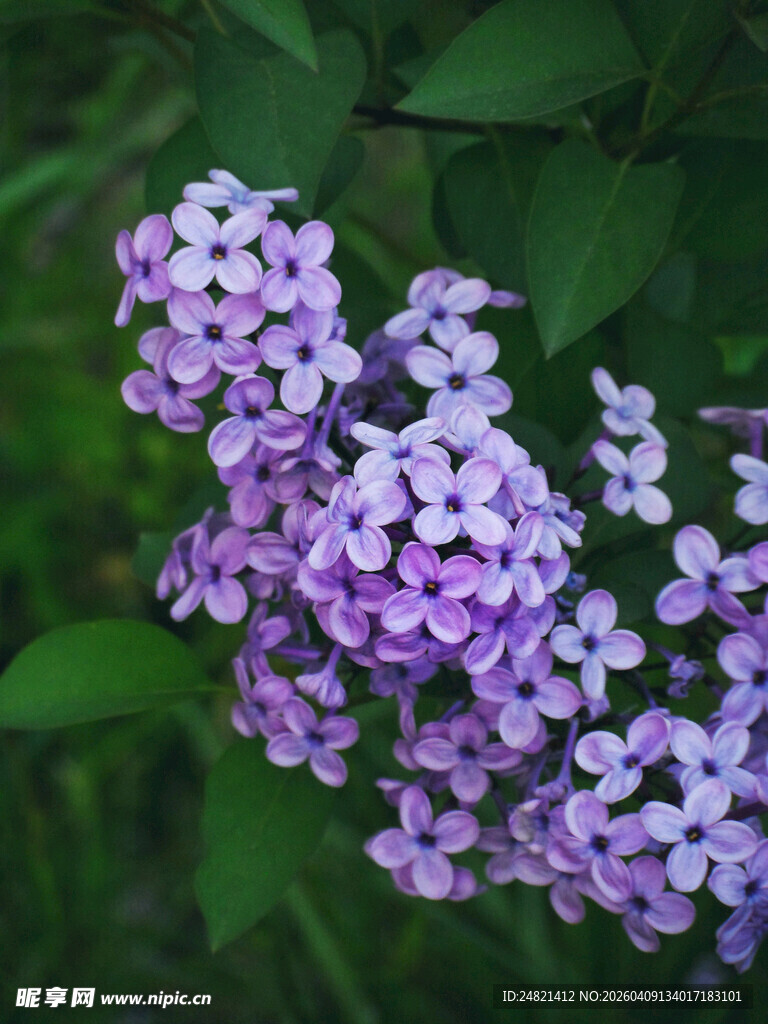 紫色小花绽放绿叶间