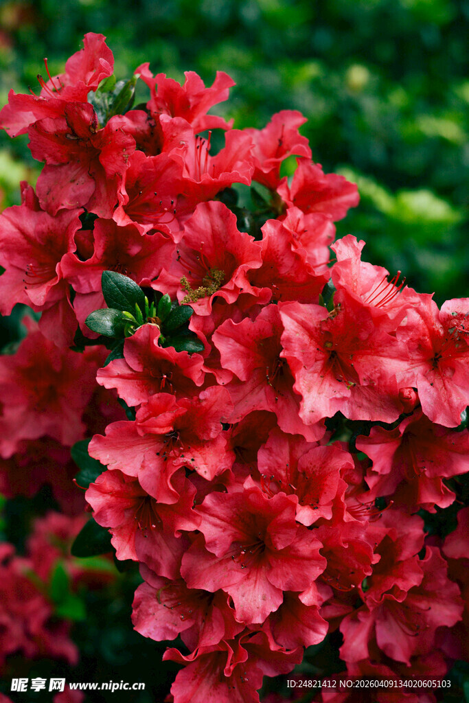 艳丽红杜鹃绽放