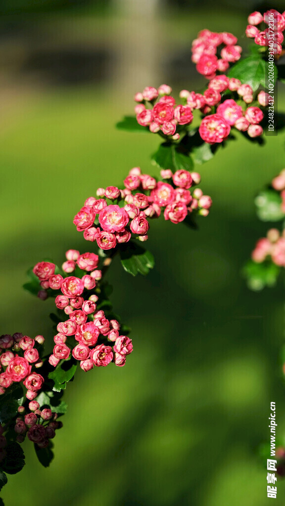 粉色小花枝特写