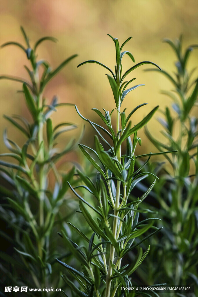迷迭香植物特写