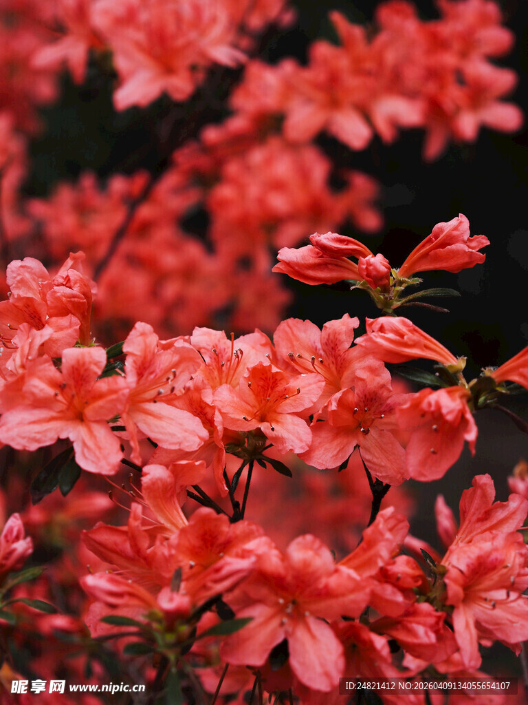 艳丽盛开的粉红色杜鹃花