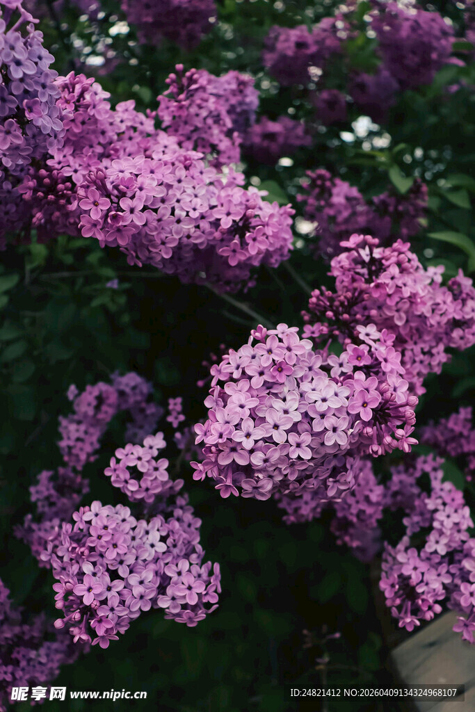 紫色绣球花绽放美景