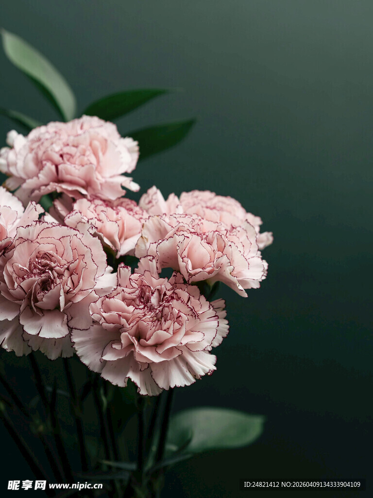 粉色康乃馨花束特写