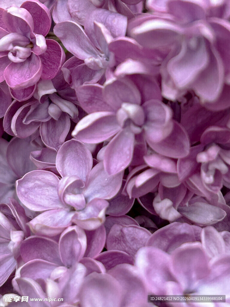 紫色绣球花特写
