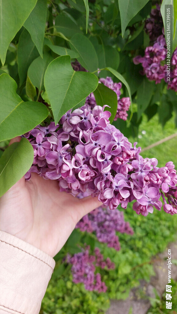 手捧紫丁香花