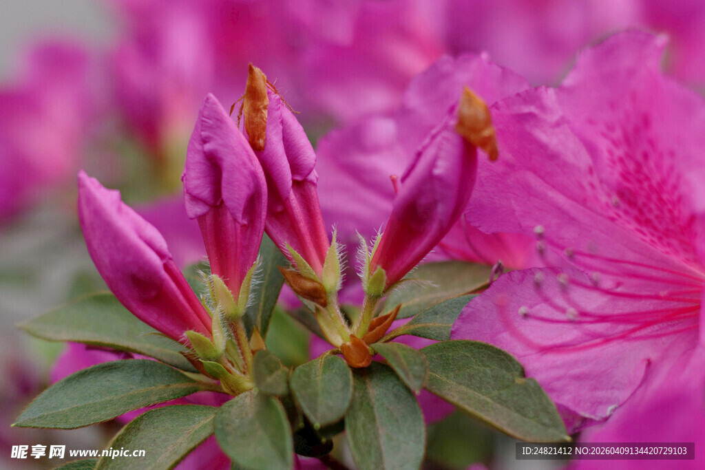 娇艳欲滴的粉色杜鹃花