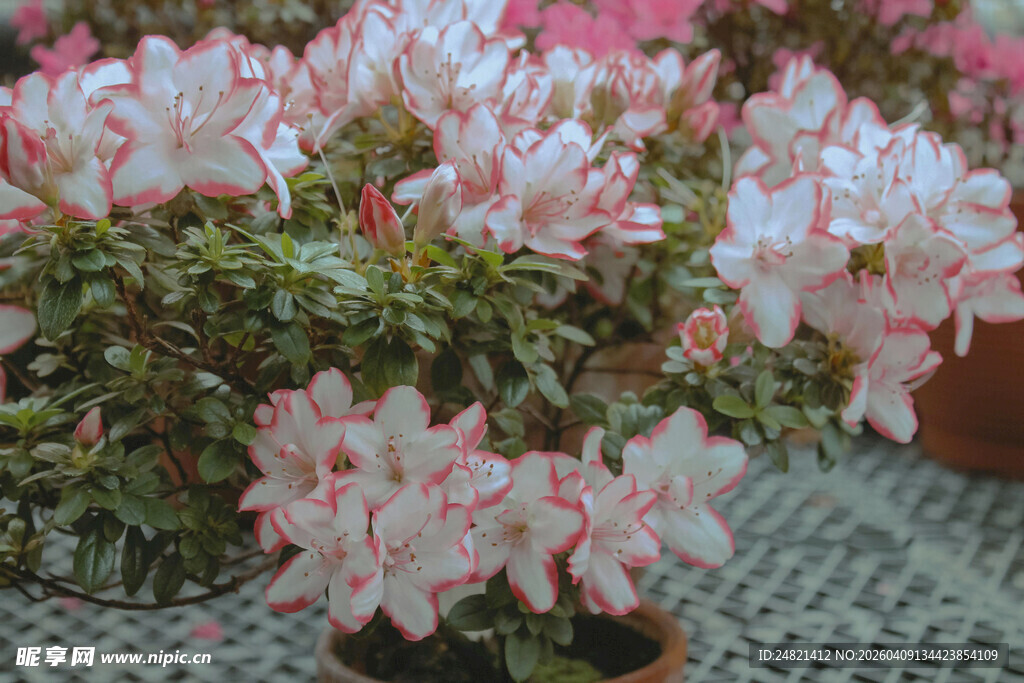粉色双色杜鹃花盆栽