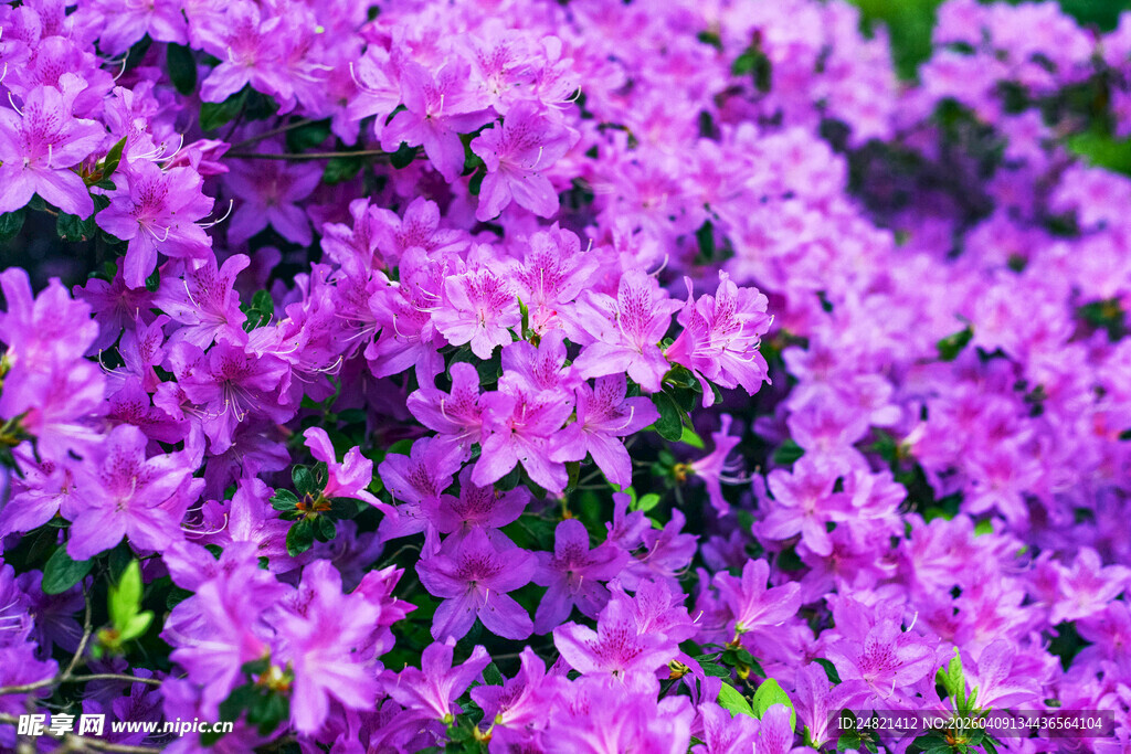 紫色烂漫花丛