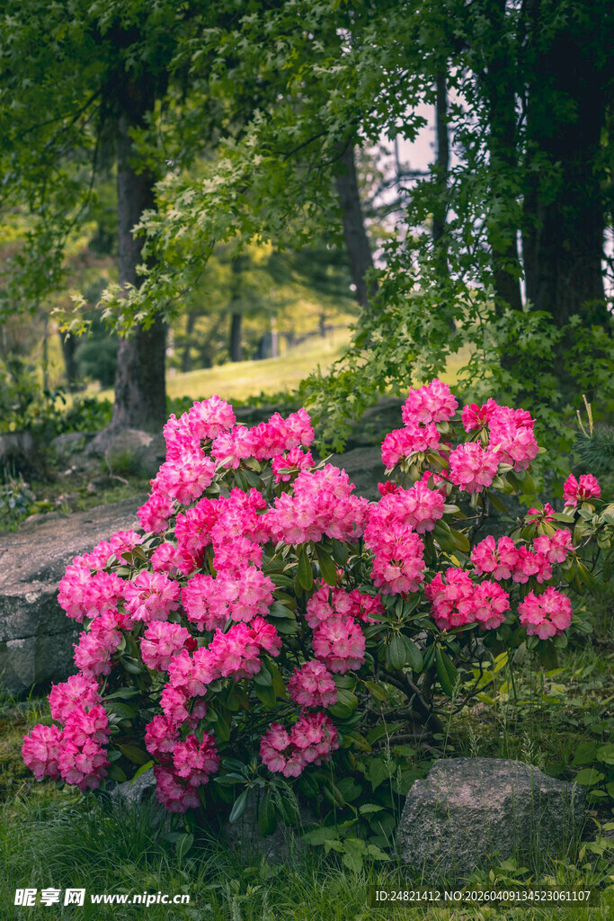 花园中盛放的艳丽杜鹃花