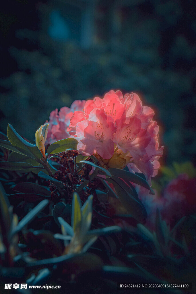 娇艳粉花绽于绿叶间