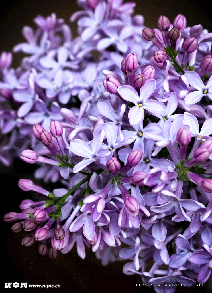紫丁香花特写