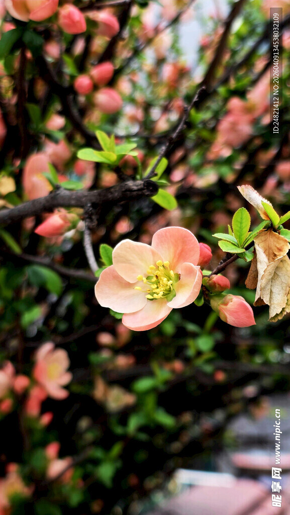 枝头绽放的粉嫩海棠花