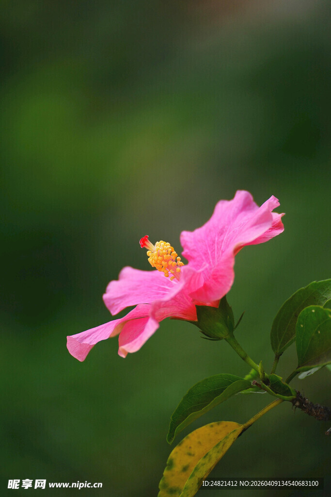 娇艳粉色花朵特写