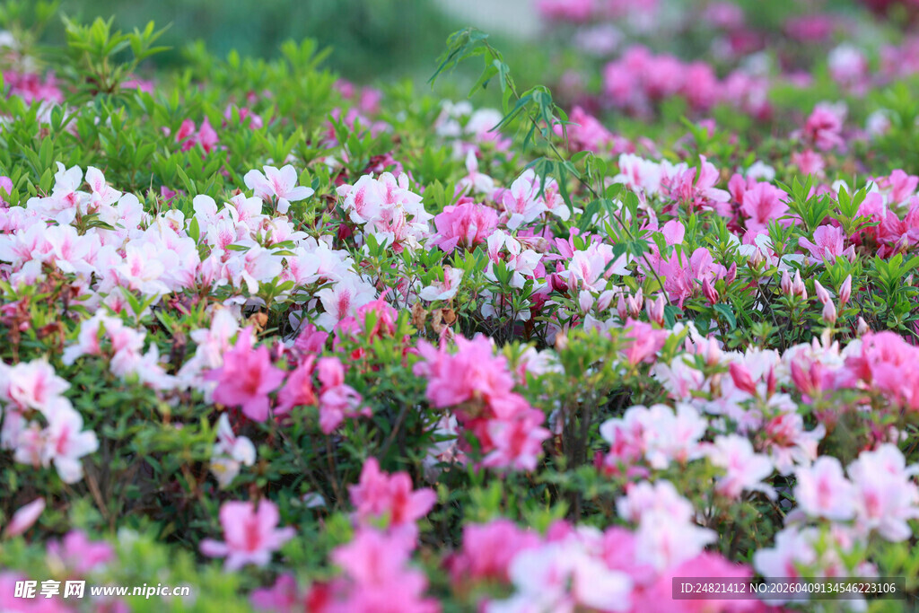 烂漫花丛