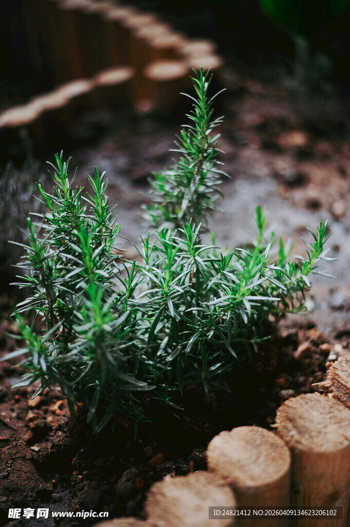 木边绿植