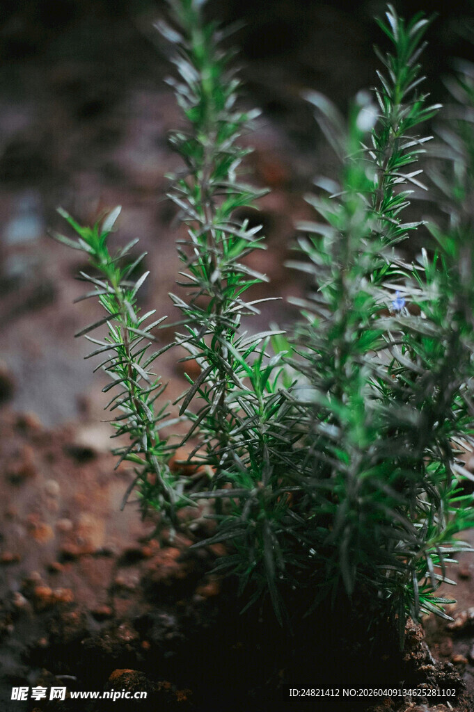 迷迭香植株特写