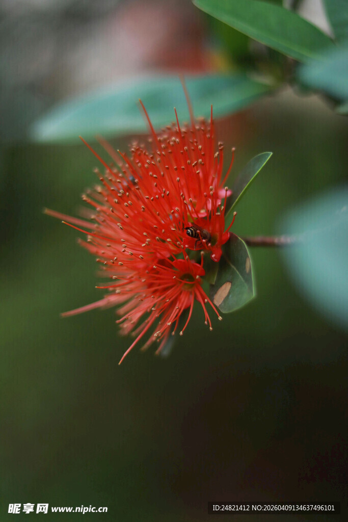 艳丽红绒花特写
