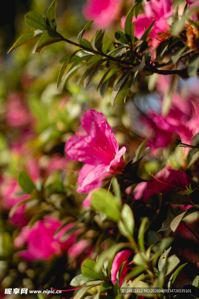 娇艳欲滴的粉色杜鹃花