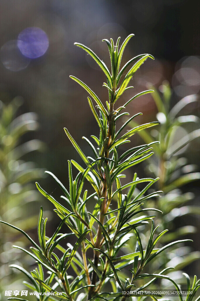 翠绿挺拔的植物枝叶特写