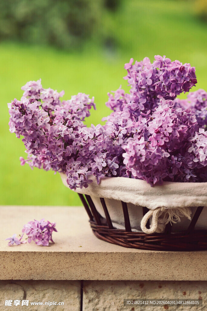 篮子里的紫丁香花束