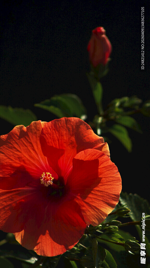 艳丽朱槿花