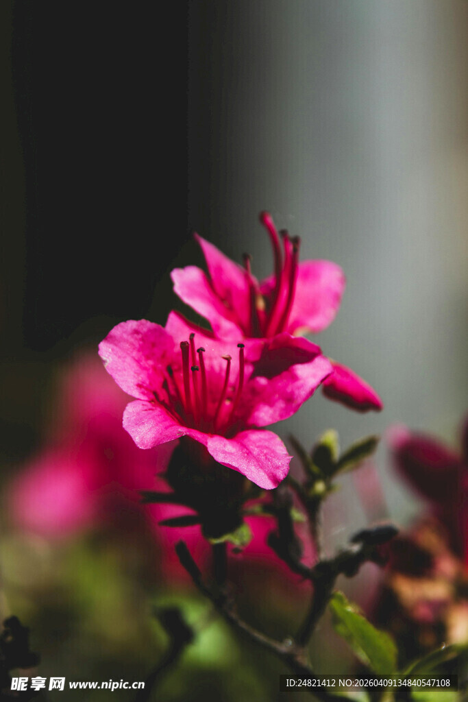 娇艳粉色花卉特写