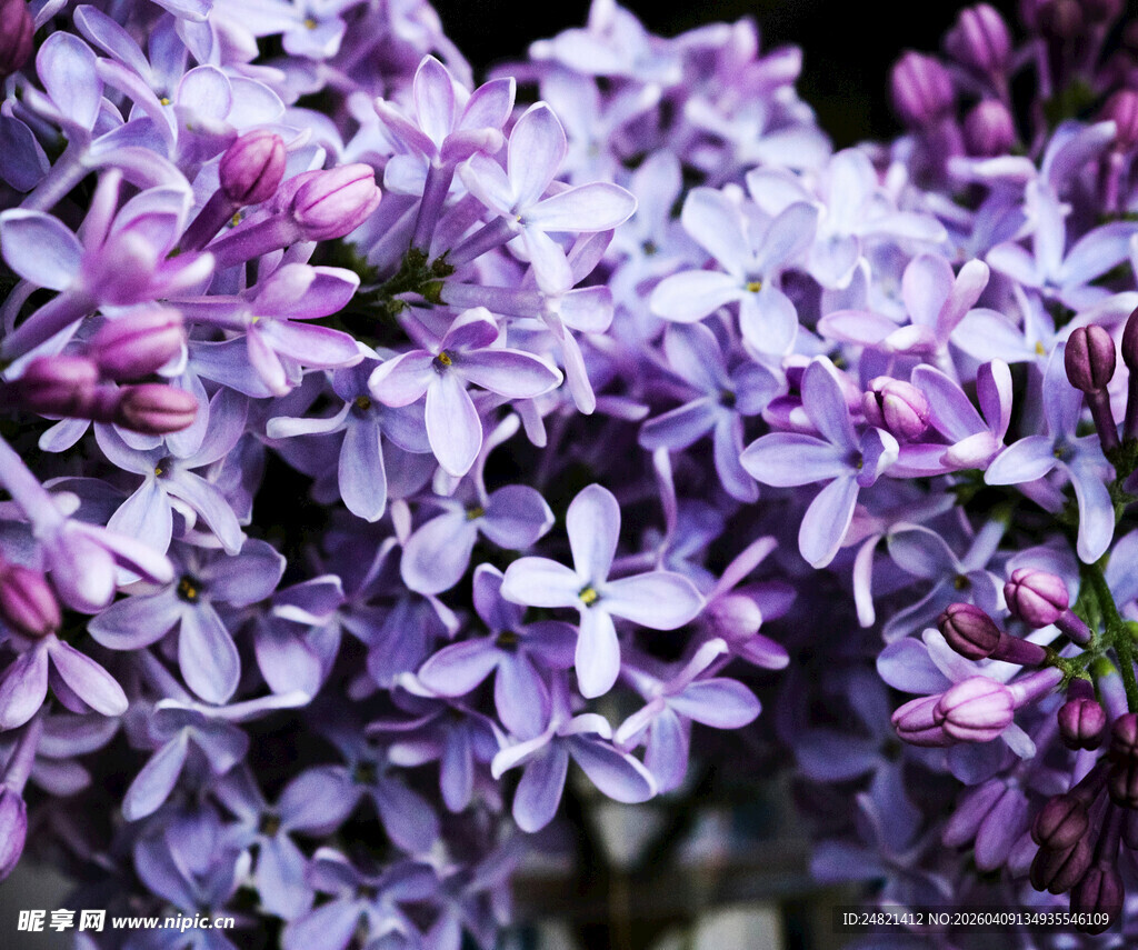 紫丁香花特写