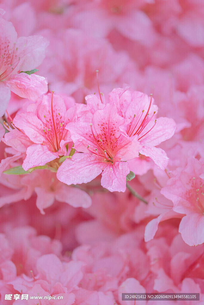 娇艳粉色杜鹃花绽放