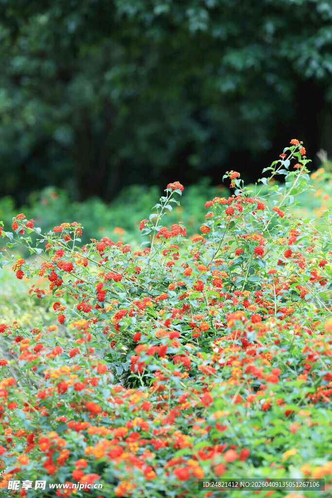 绚烂花丛