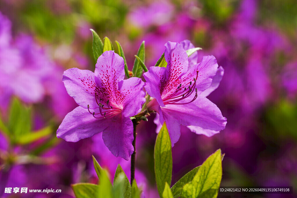 娇艳欲滴的紫色杜鹃花